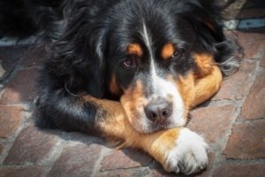 dog allergy treatment