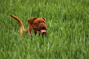 allergy relief for dogs