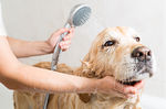 all natural remedies for dog allergies and dog itchy skin conditions