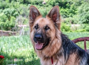 anti-itch cream for dogs