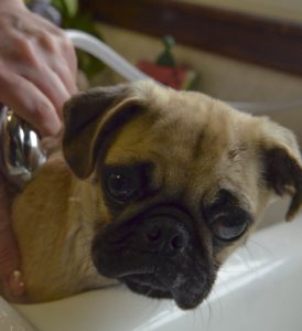 can i use human hair shampoo on my pet dog