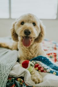 best dog food for allergies
