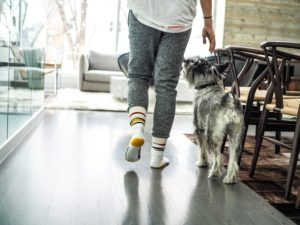 best dog itch cream best dog itch cream