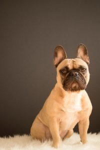 what is the best itch cream for dogs