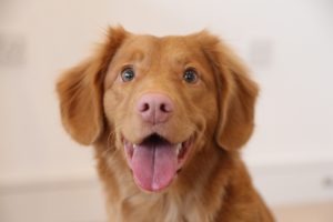 best hypoallergenic dog food best hypoallergenic dog food that doesn't cause gas