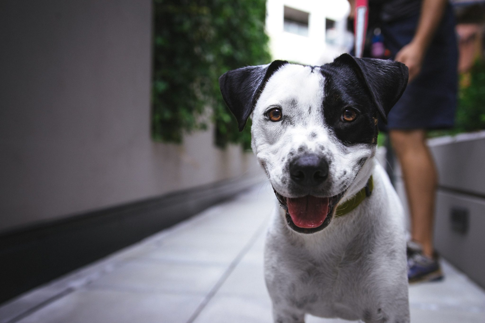 dog food allergy symptoms