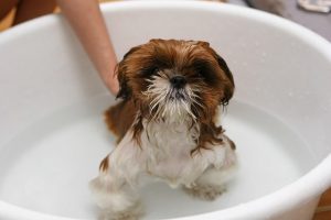 how often should you bathe a dog with skin allergies